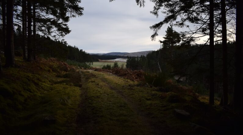 Photo Forest regeneration
