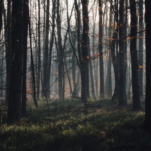 Photo Forest Regrowth