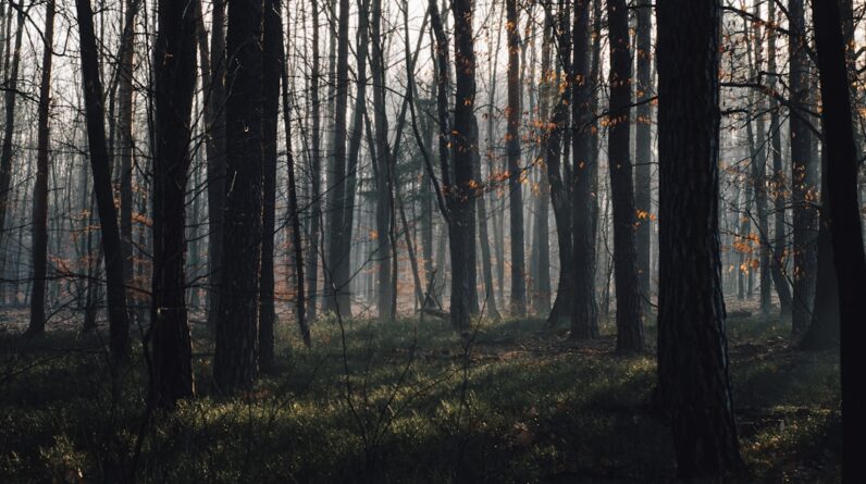 Photo Forest Regrowth