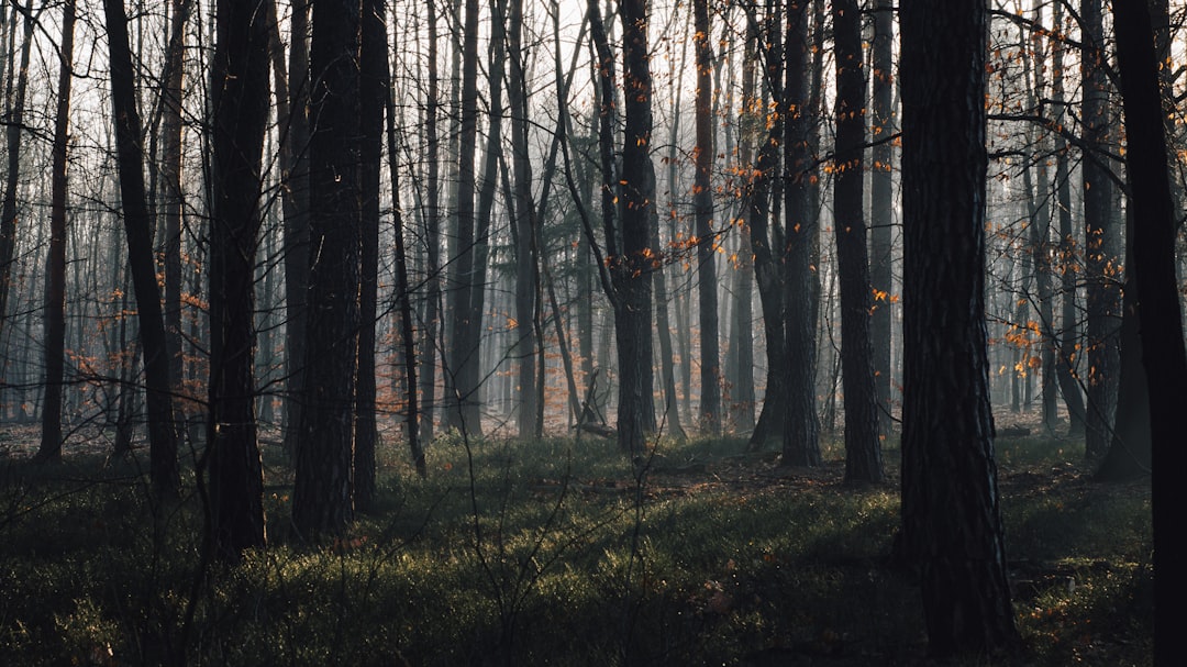 Photo Forest Regrowth