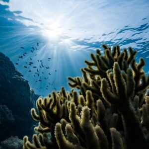Photo Ocean Conservation