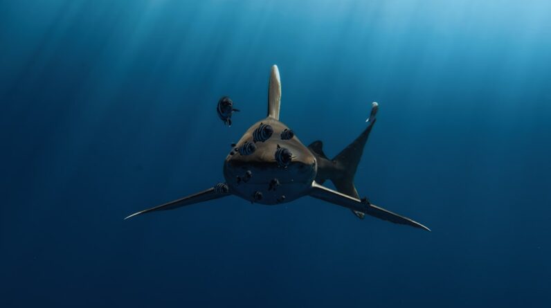 Photo Underwater drones