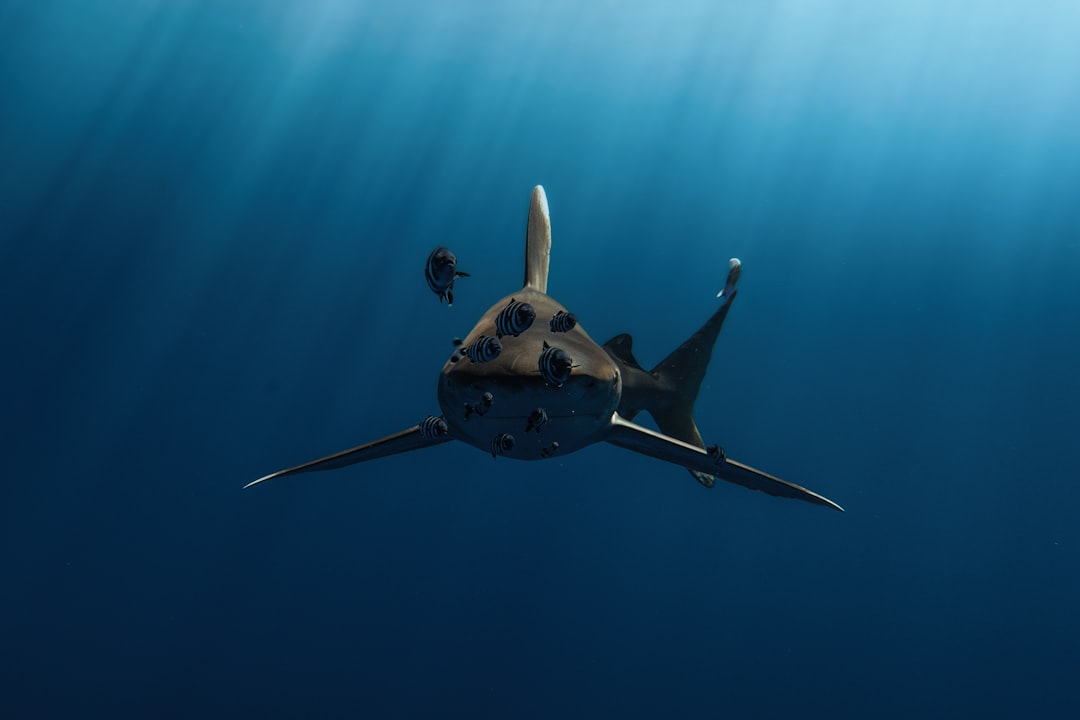Photo Underwater drones