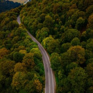 Photo Green forest