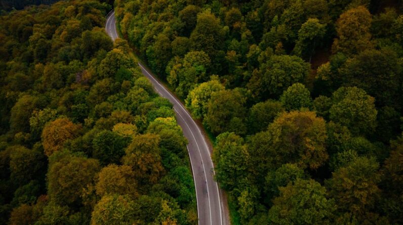 Photo Green forest