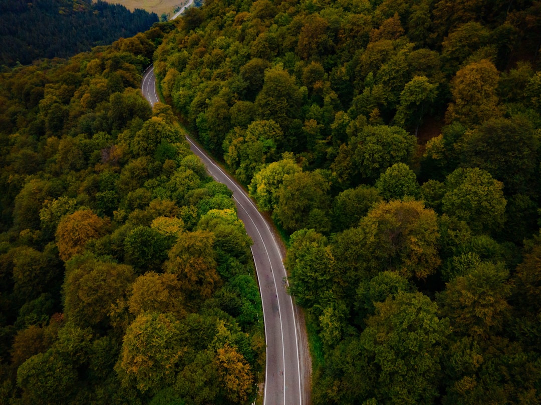 Photo Green forest