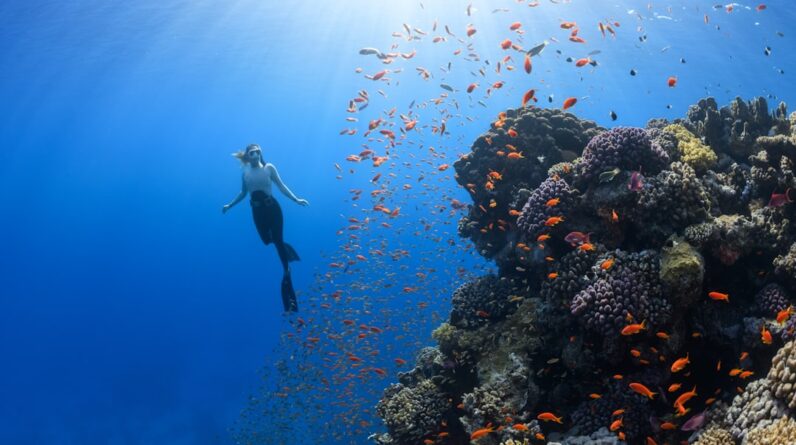 Photo Coral reef