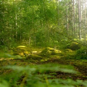 Photo Green forest