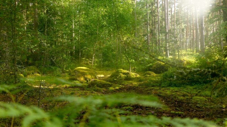 Photo Green forest