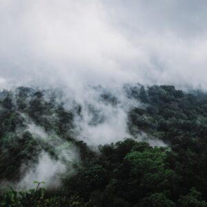 Photo Lush forest