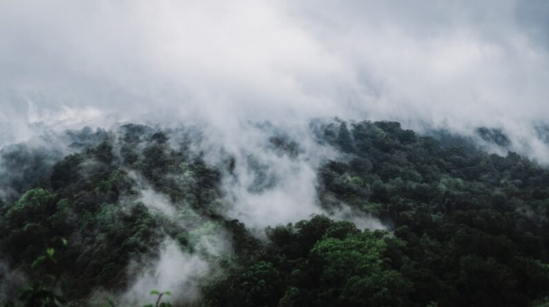 Photo Lush forest
