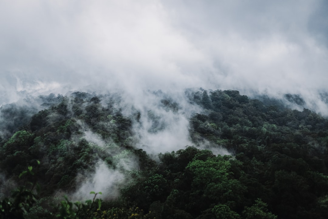 Photo Lush forest