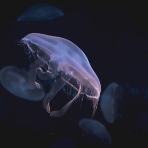 Photo Underwater Life
