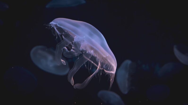 Photo Underwater Life