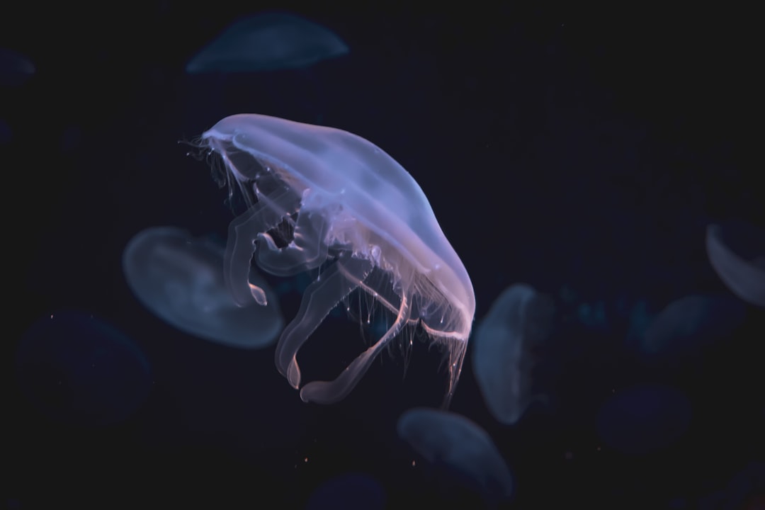 Photo Underwater Life
