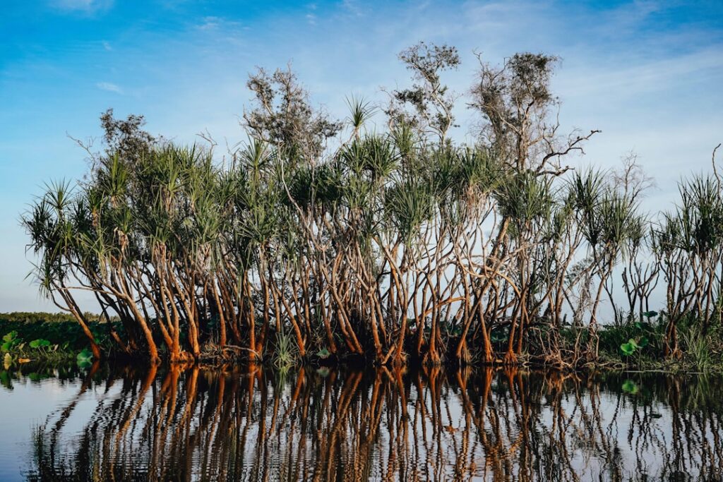 Photo Mangrove forest