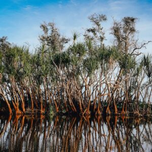 Photo Mangrove forest