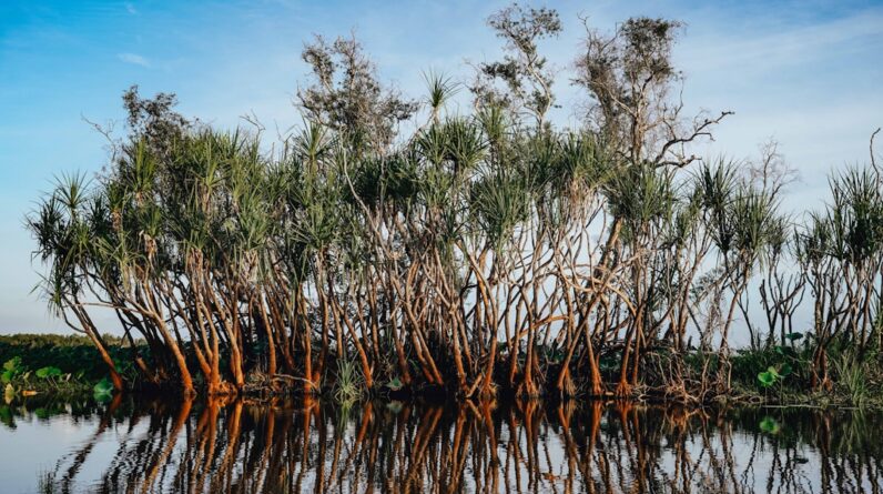 Photo Mangrove forest