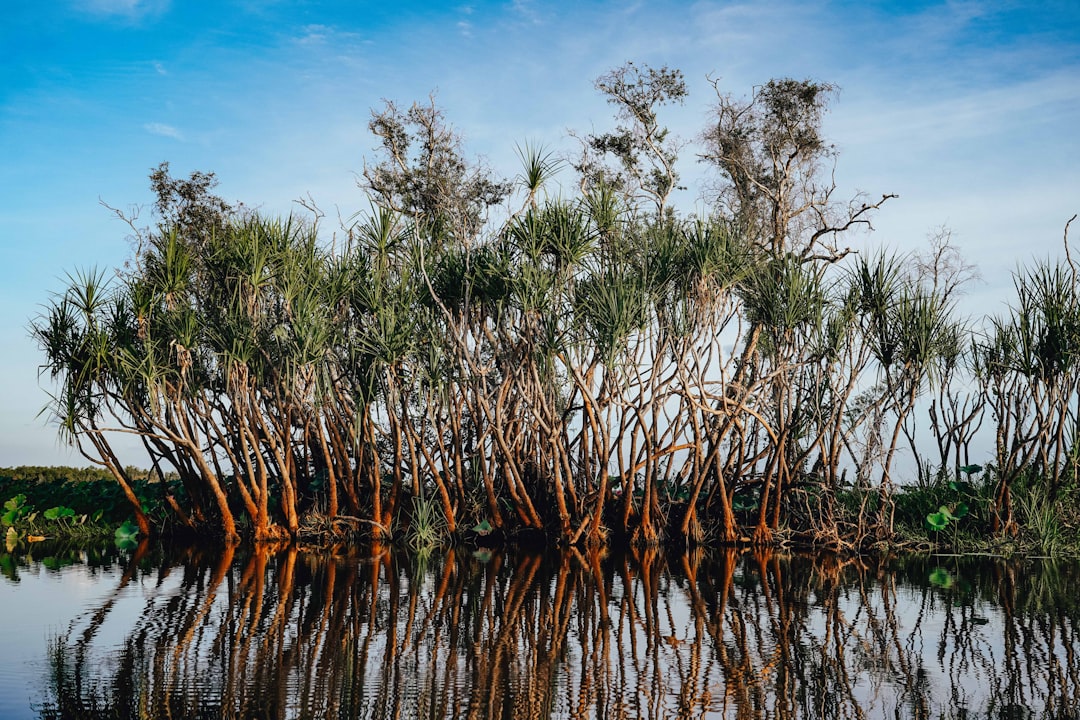 Photo Mangrove forest