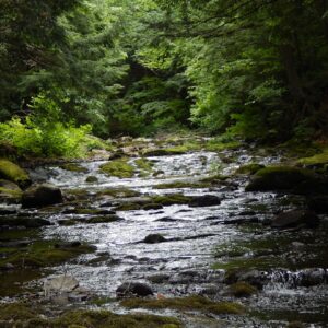 Photo Lush forest