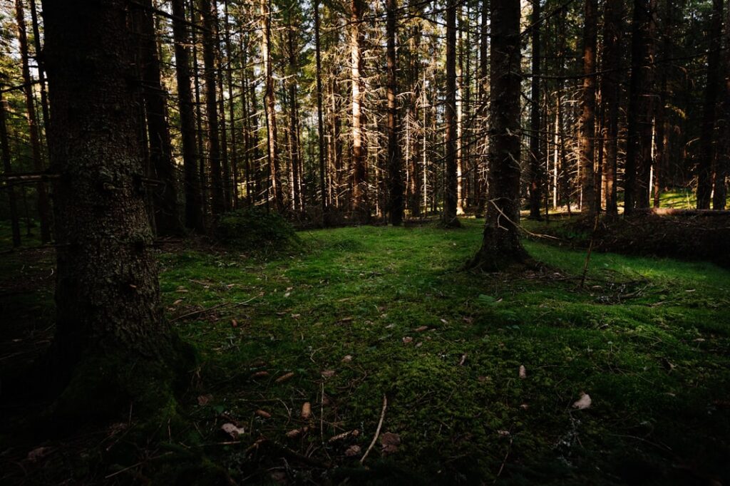 Photo Forest floor