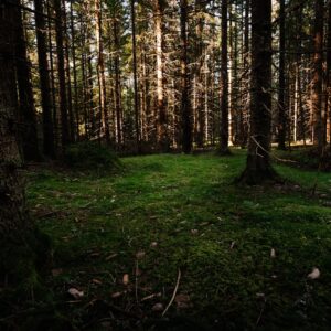 Photo Forest floor