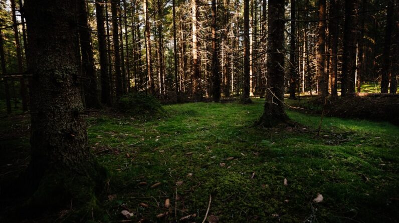 Photo Forest floor