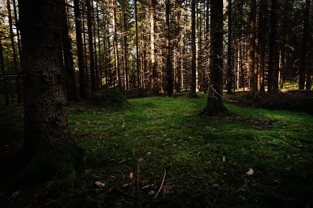 Photo Forest floor