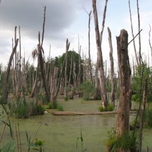 Photo Ecosystem Restoration