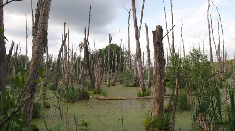 Photo Ecosystem Restoration