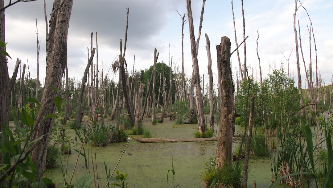 Photo Ecosystem Restoration