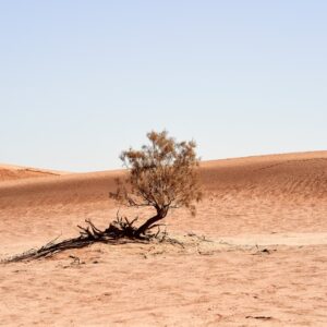 Photo Heatwave aftermath
