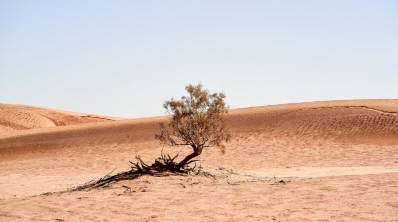 Photo Heatwave aftermath