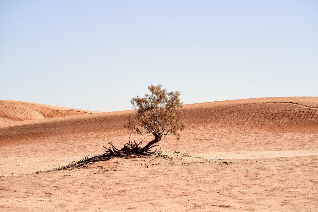 Photo Heatwave aftermath
