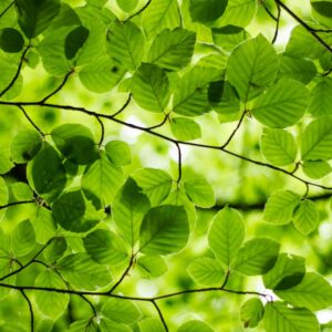 Photo Tree planting