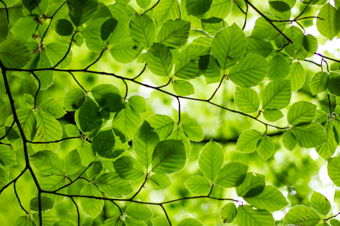 Photo Tree planting