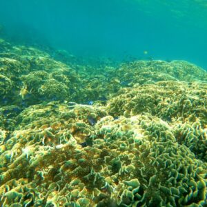 Photo Dying coral reef