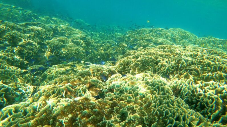 Photo Dying coral reef