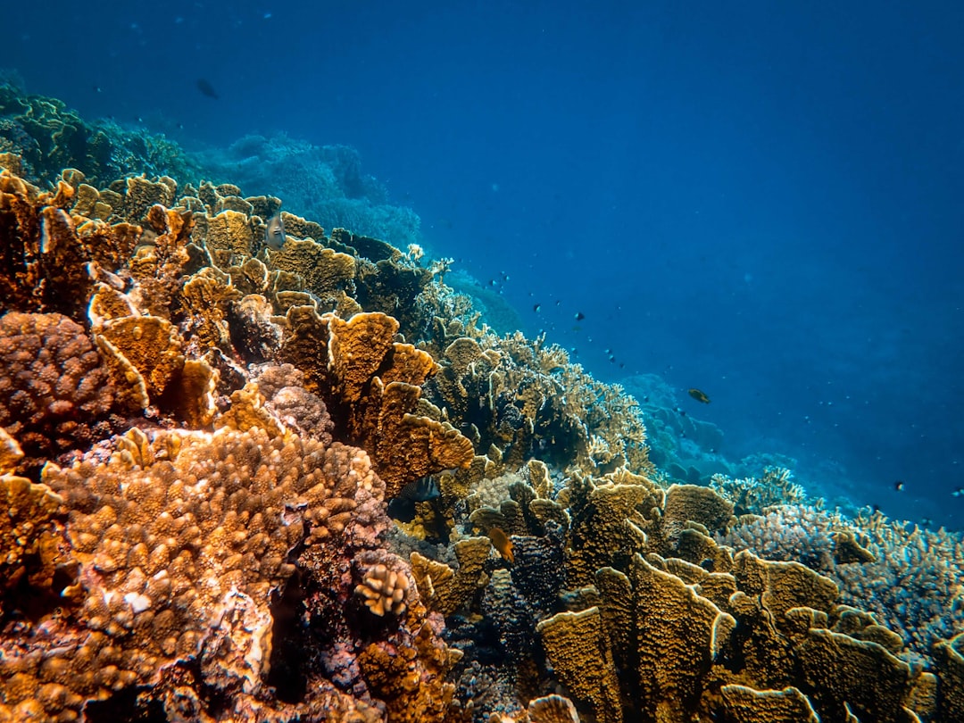 Photo Ocean Acidification