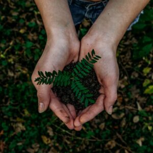 Photo Tree planting