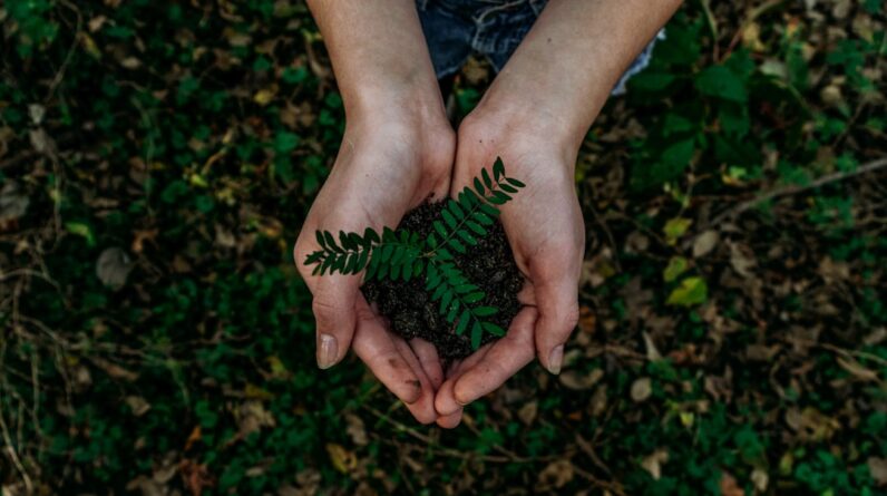 Photo Tree planting