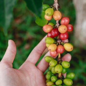 Photo Coffee plantation