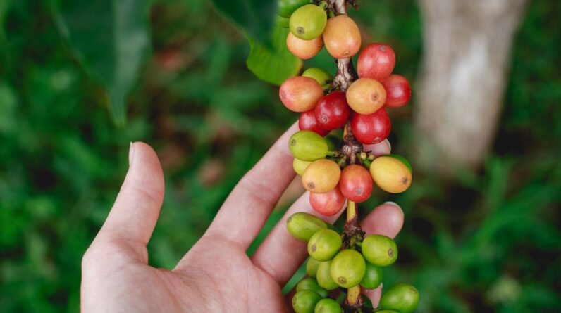 Photo Coffee plantation