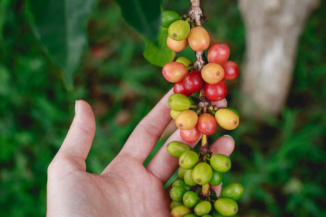 Photo Coffee plantation