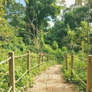 Photo Reforestation project