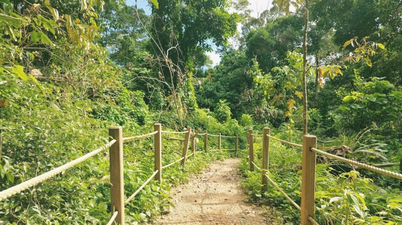 Photo Reforestation project