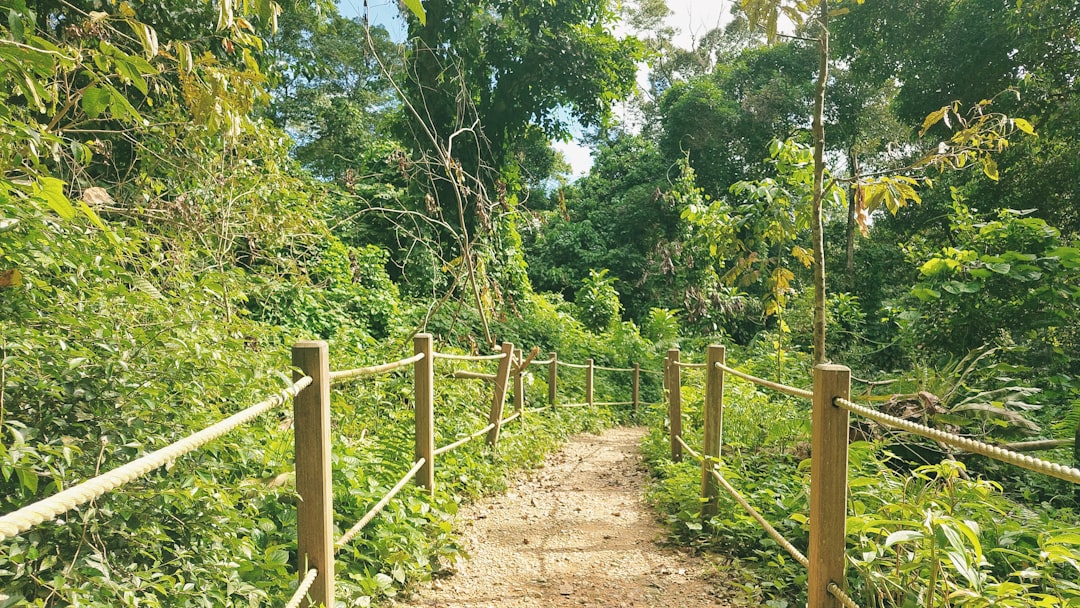 Photo Reforestation project