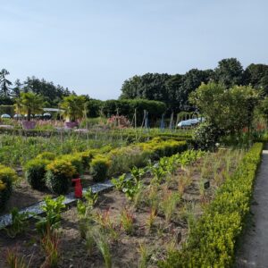 Photo Seedling nursery