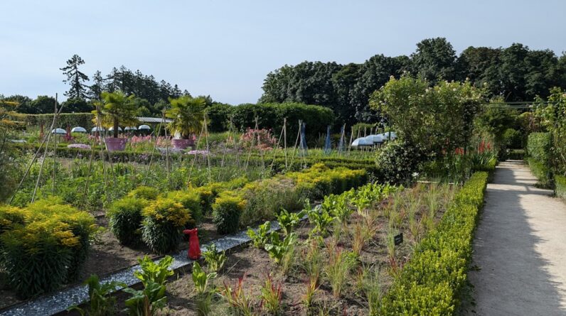 Photo Seedling nursery