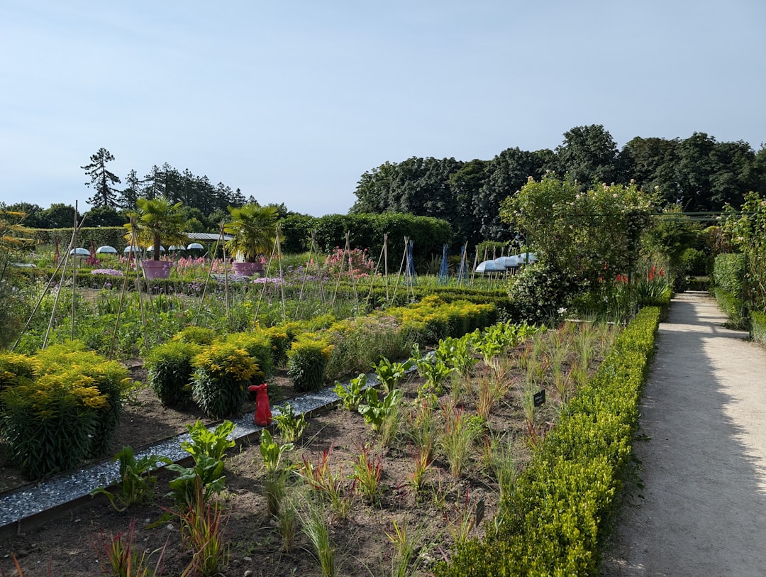 Photo Seedling nursery